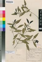 Syntype of Stylocoryne barbertonensis Bremek. [family RUBIACEAE]