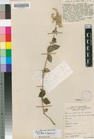 Isotype of Pandiaka fasciculata Suess. [family AMARANTHACEAE]