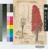 Aloe excelsa A.Berger var. breviflora L.C.Leach