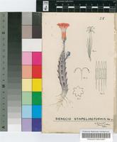 Senecio stapeliiformis E.Phillips