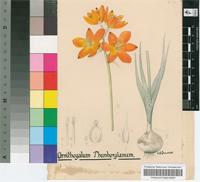 Ornithogalum thunbergianum Baker