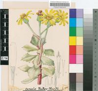 Senecio medley-woodii Hutch.