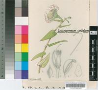 Leucospermum cordatum E.Phillips