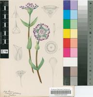Mesembryanthemum pillansii Kensit
