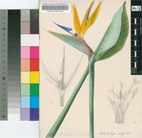 Strelitzia reginae Aiton