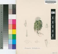 Crassula laticephala Schönland
