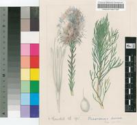 Paranomus diversifolius E.Phillips