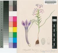 Lapeirousia fissifolia (Jacq.) Ker Gawl.