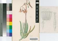 Cotyledon decussata Sims