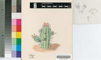 Euphorbia stellaespina E.Phillips