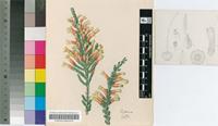 Erica macowanii Cufino