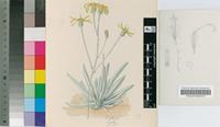 Senecio scaposus DC. var. scaposus
