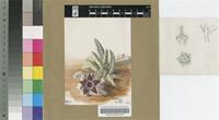 Tridentea aperta (Masson) L.C.Leach
