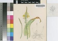 Bulbine latifolia (L.f.) Spreng. var. latifolia