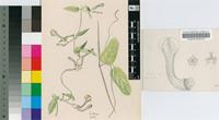 Ceropegia setifera Schltr.