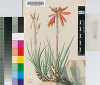 Aloe woolliana Pole-Evans