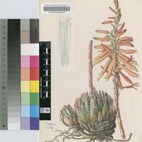 Aloe brevifolia Mill. var. brevifolia