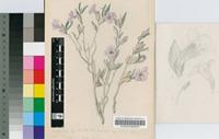 Petalidium oblongifolium C.B.Clarke