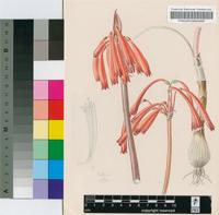 Cyrtanthus tuckii Baker var. transvaalensis I.Verd.