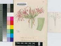 Ammocharis coranica (Ker Gawl.) Herb.