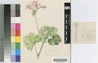 Pelargonium acraeum R.A.Dyer