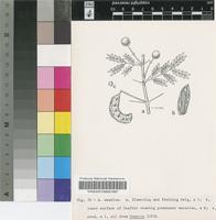 Acacia swazica Burtt Davy