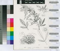 Rhus engleri Britten