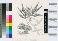 Rhus leptodictya Diels