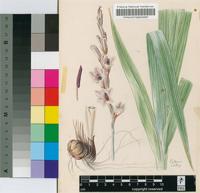 Gladiolus varius F.Bolus var. elatus F.Bolus