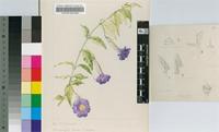 Thunbergia erecta (Benth.) T.Anderson