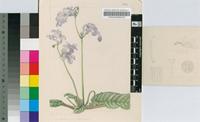 Streptocarpus johannis L.L.Britten
