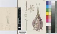 Urginea lydenburgensis R.A.Dyer