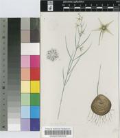 Tenaris chlorantha Schltr.