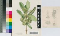Toxicodendrum globosum (Gaertn.) Pax & K.Schum.