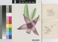 Stapelia gigantea N.E.Br.