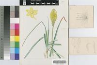 Bulbinella setosa (Willd.) T.Durand & Schinz
