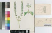 Plectranthus spiciformis R.A.Dyer