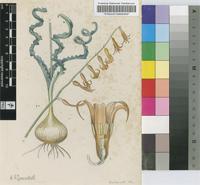 Dipcadi tortile R.A.Dyer