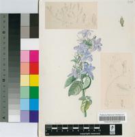 Barleria obtusa Nees