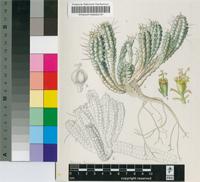 Euphorbia fimbriata Scop.