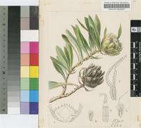 Protea acaulis (L.) Reichard var. cockscombensis Archibald