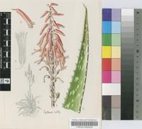 Aloe deserti A.Berger