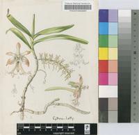 Tridactyle bicaudata (Lindl.) Schltr. subsp. bicaudata