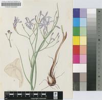 Lapeirousia sandersonii Baker