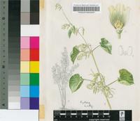 Riocreuxia aberrans R.A.Dyer