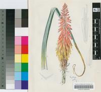 Kniphofia sarmentosa (Andrews) Kunth