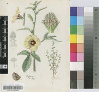 Hibiscus meeusei Exell