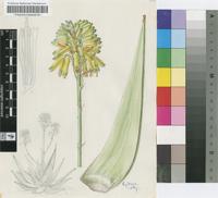 Aloe scobinifolia Reynolds & P.R.O.Bally