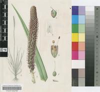 Kniphofia typhoides Codd