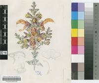 Salvia africana-lutea L.